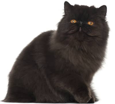 Black male Persian triple coat cat