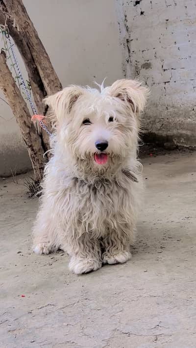 Maltese/Terrier mix dog for sale
