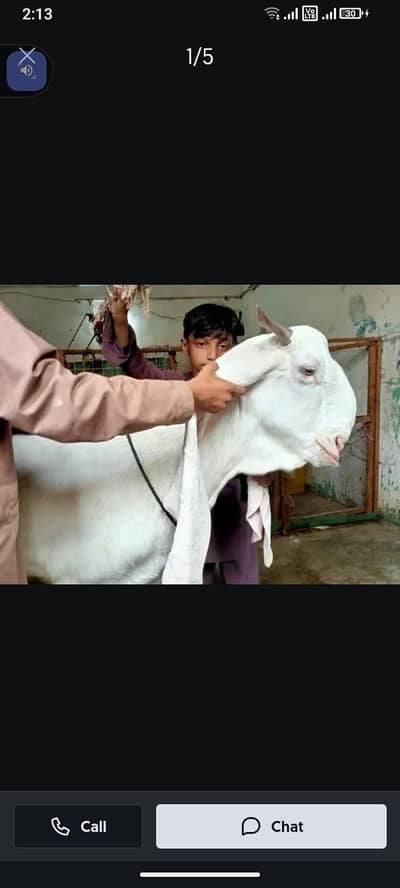 gulabi bakre