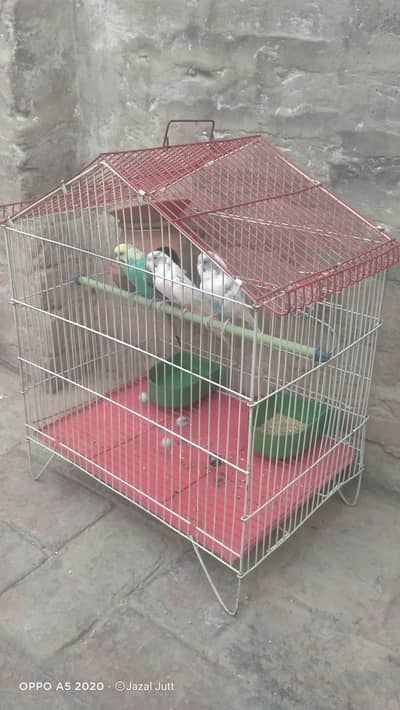 ایک پنجرہ،، ایک نر،، دو مادہ