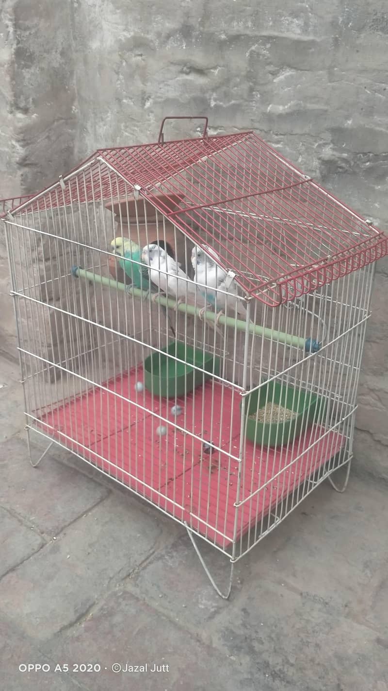 ایک پنجرہ،، ایک نر،، دو مادہ 0
