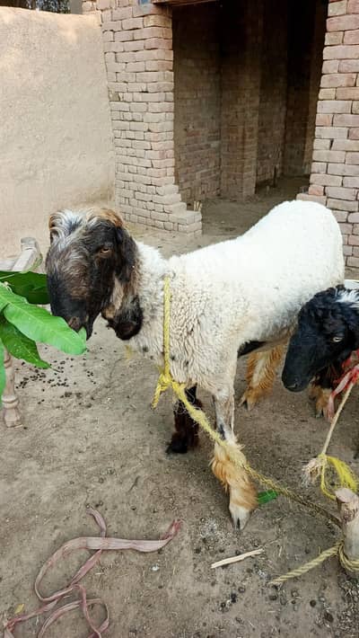 Sheep/ Bakra/ بھیڑ/ بکرا/ Kajla / Mundra