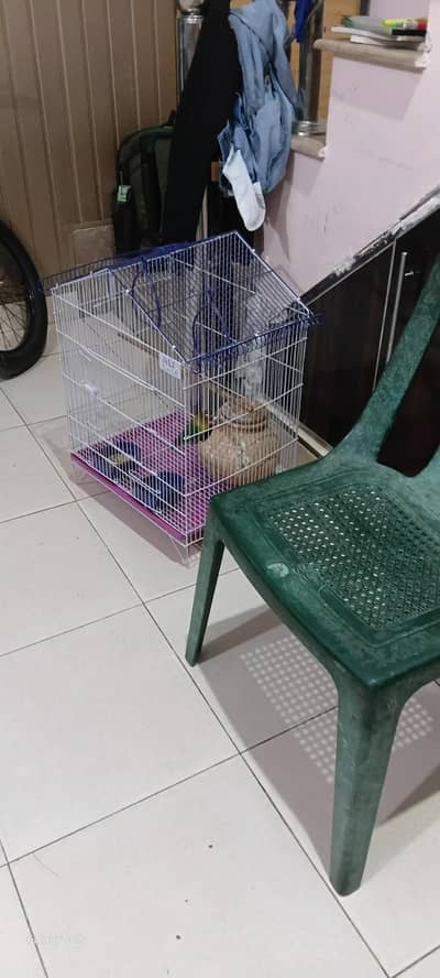 love birds