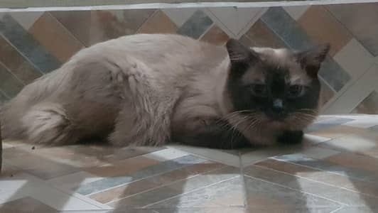 siamese cat