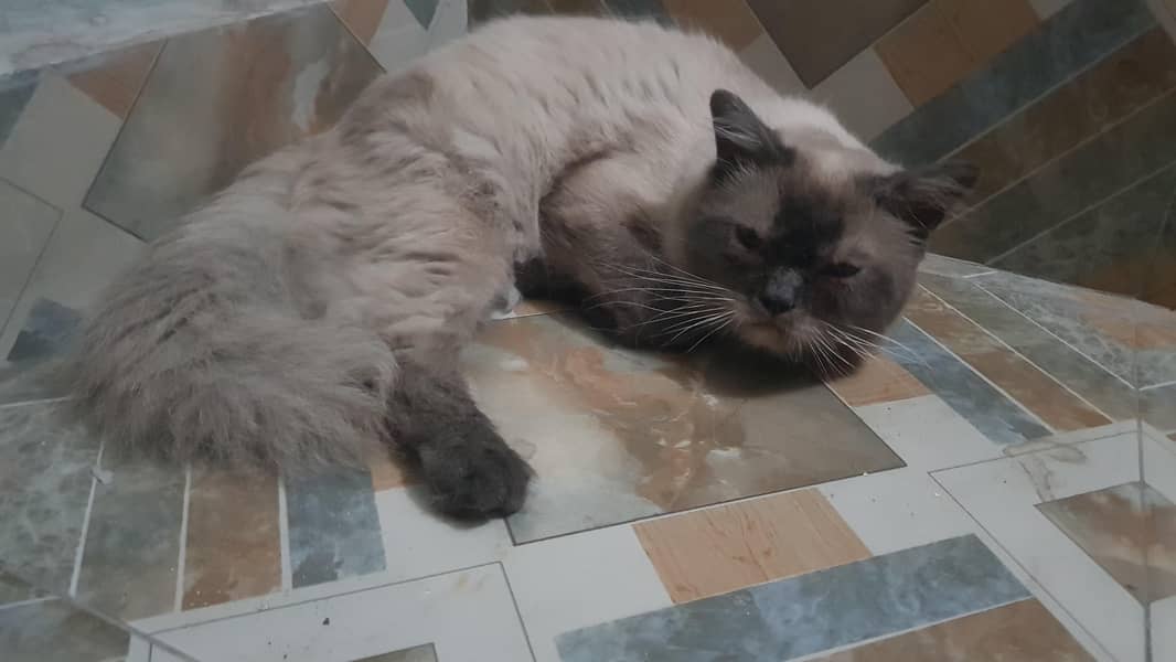 siamese cat 1