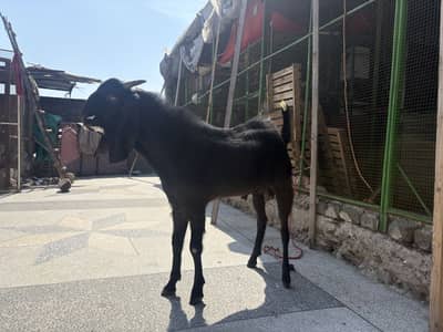 Bakra for sale in reasonable price