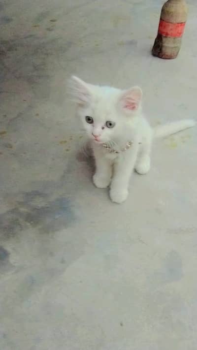 Beautiful Active Cat /kitten