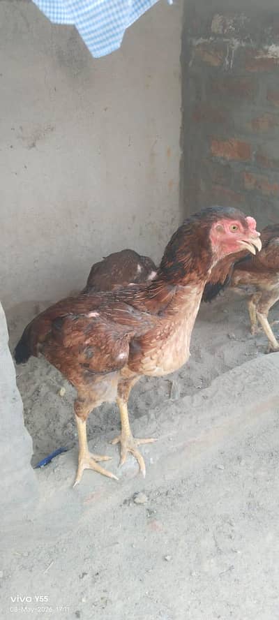 aseel chick for sale 4000