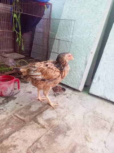 Aseel Hens And Chicks