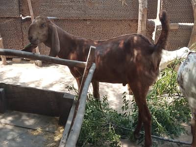 Donda Bakray For Qurbani 2026
