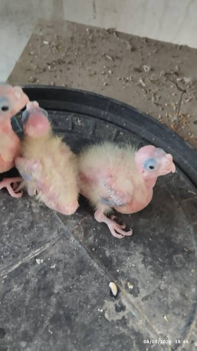 6 Cockatiel parrot chick available for sale for handtame