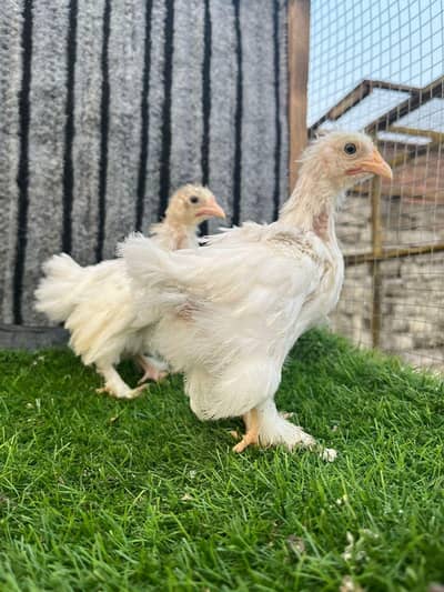 bentum hen chicks