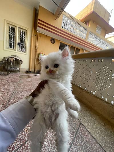 Persian kitten for sale 03180887486