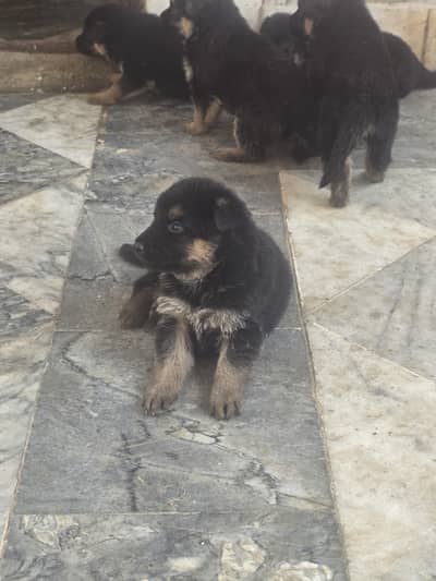 4 German Shepherd Puppies 30k Each