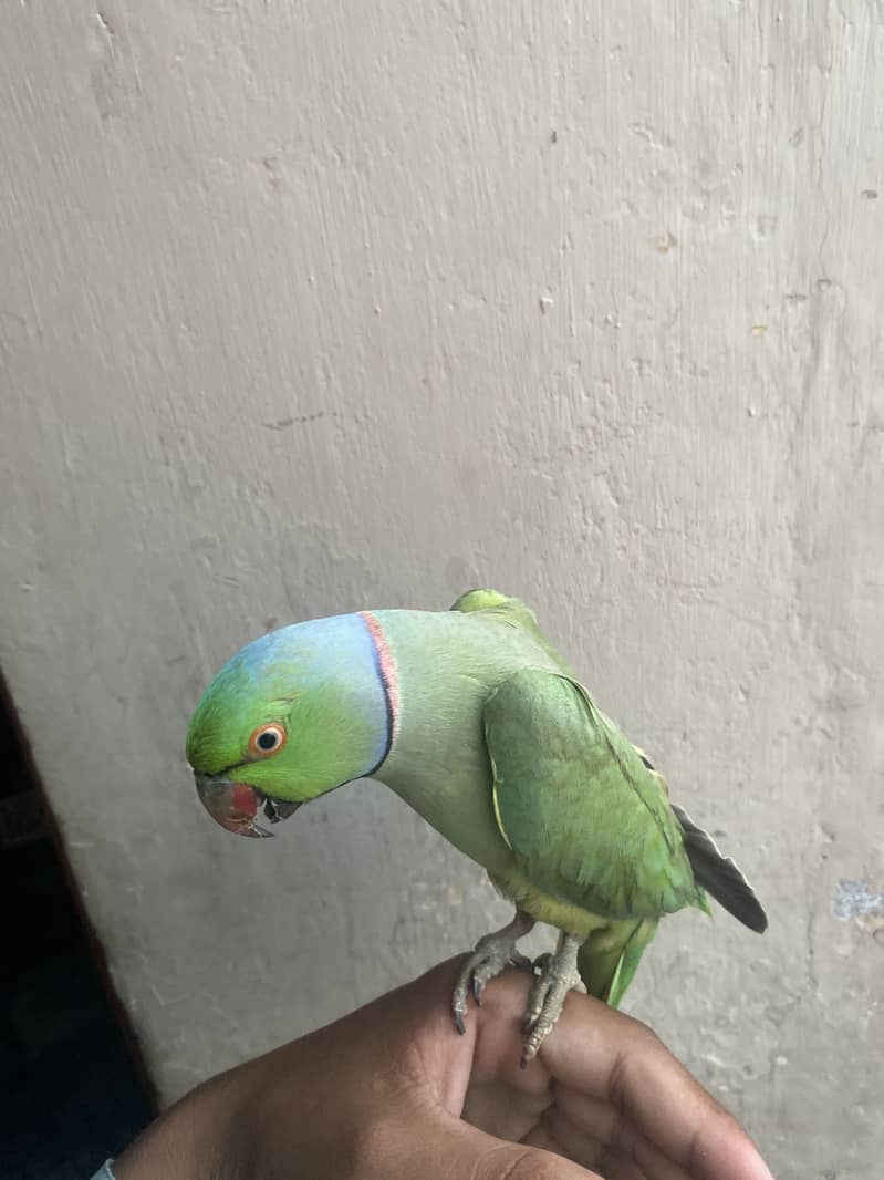Parrot 0