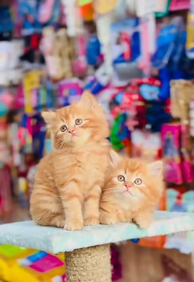 Persian cat triple cod for sale,my WhatsApp 03464644037