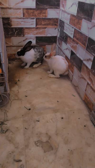 Rabbits male & female