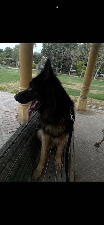 German Shepherd Triple Coat Pedigree