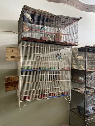 Budgie parrots loves birds