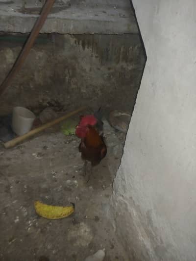 All okay Hai murgi bhi Ande Deti Hai