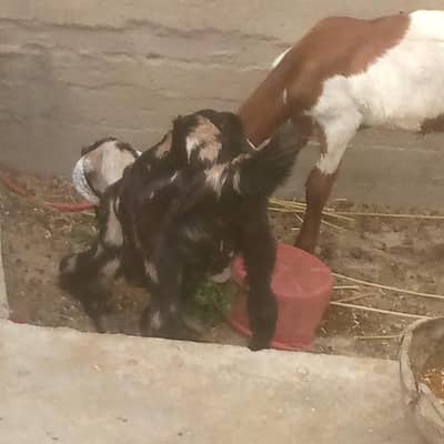 dono bakra achi nasal ke