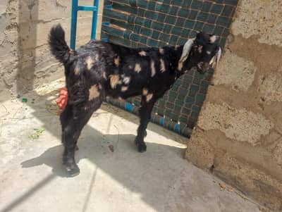 achi nasal ke bakra bakri