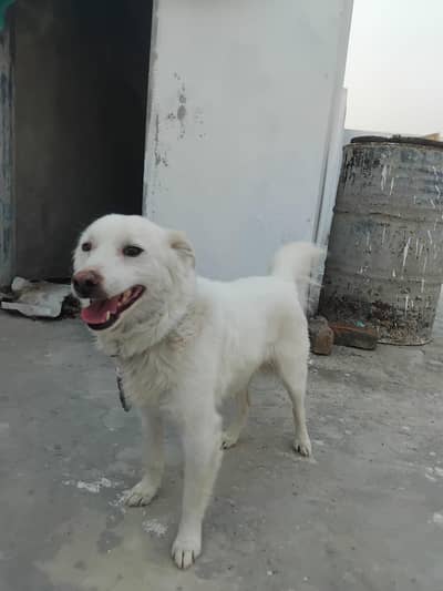 Full White ‍