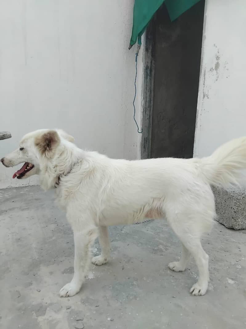 Full White ‍ 1