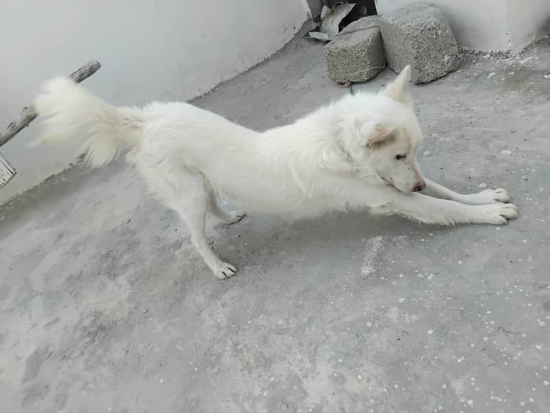 Full White ‍ 2