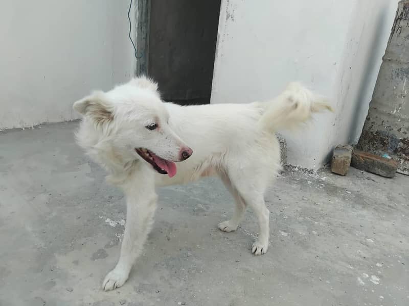 Full White ‍ 3