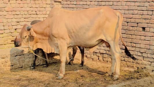 Bull 2026 qurbani  ka liya 03223653857