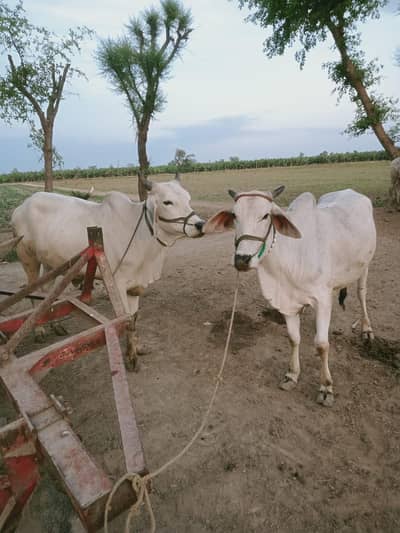 2 Dant Bachra For Qurbani