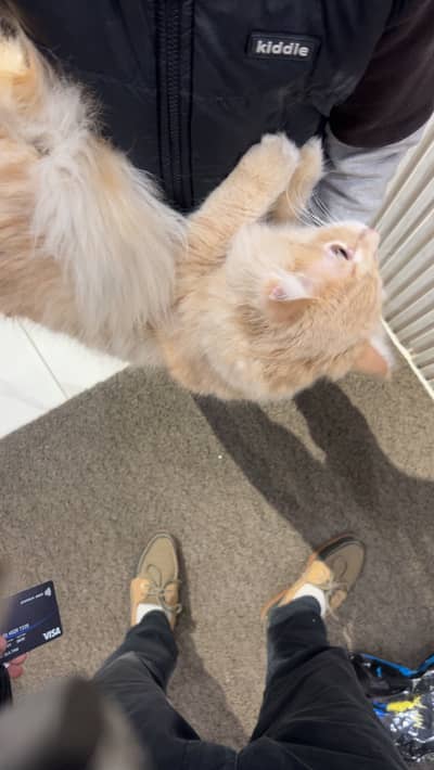 Doll faced Persian cat named Leo