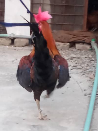 Desi murga for sale