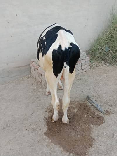 cow 