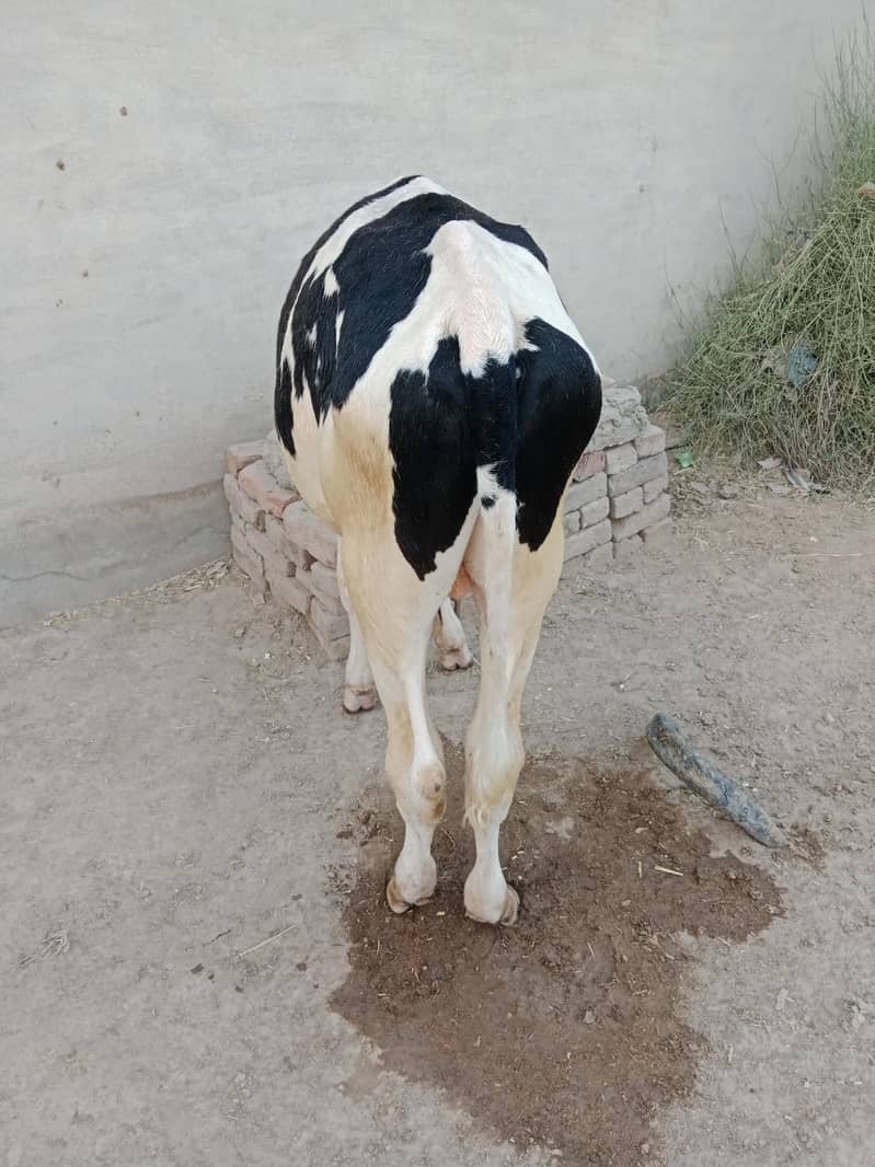 cows  0