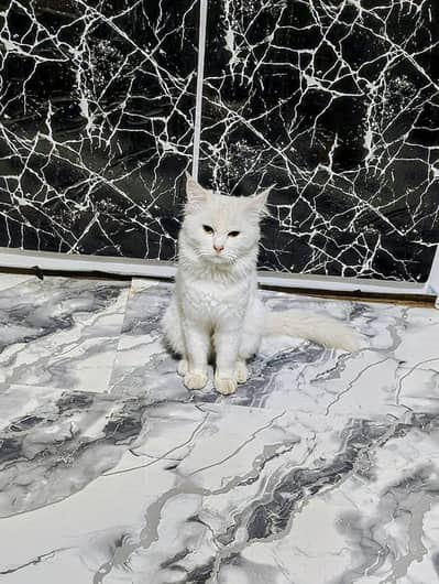 White male cat