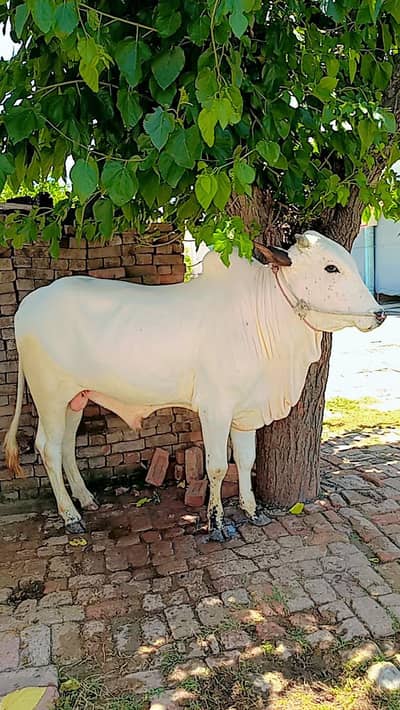 2026qurbani