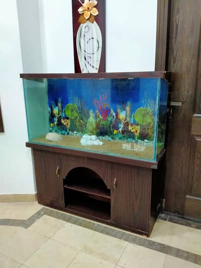 big size fish tank