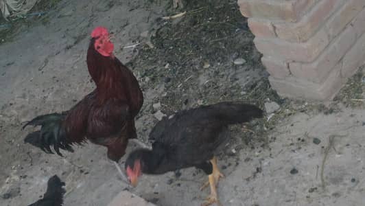 aseel murga and morgi