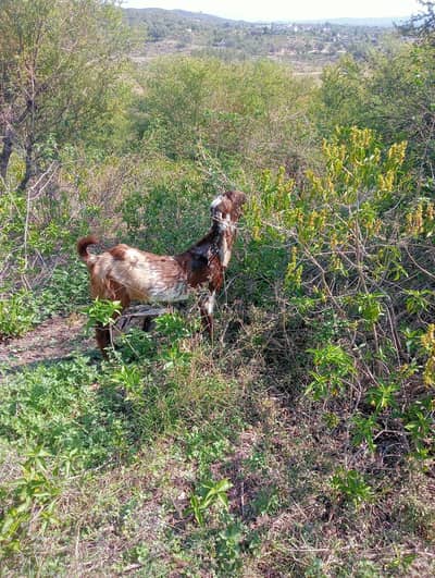 Qurbani k Bakra,