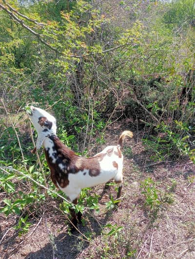 Qurbani k Bakra ready for sale