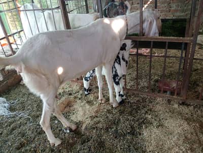 Rajan puri bakri