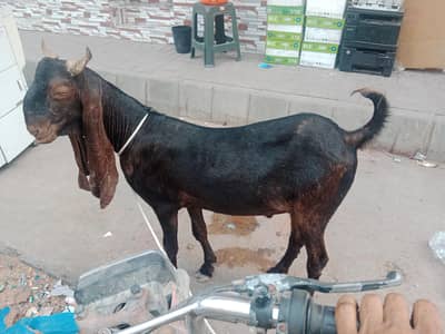 qurbani 2026 bakra for sale
