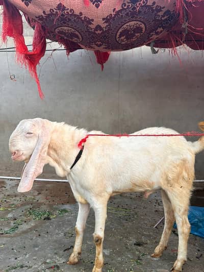 bakra Rajanpur gulabi nasl age 13 to 14 month 2 danth