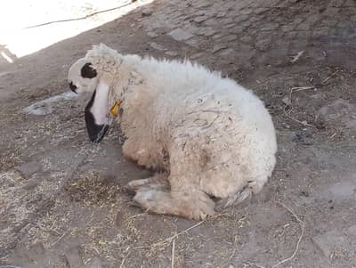 Kajla chatra| sheep |desi Goat| Qurbani 2026 |kajla |بکرا |mudra |Dumb