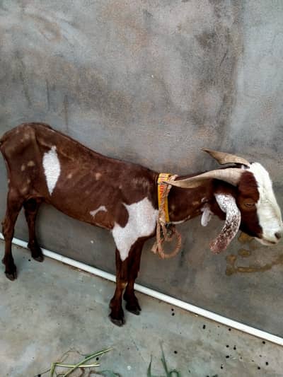 2 dant khassi bakra