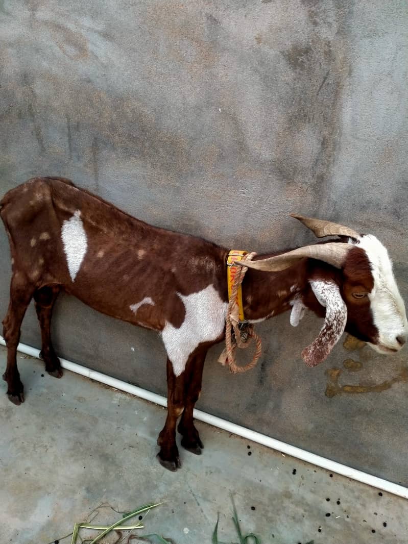 2 dant khassi bakra 0