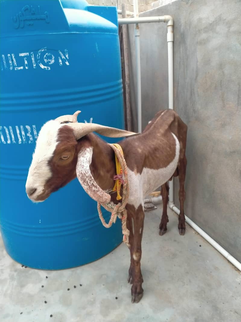 2 dant khassi bakra 1