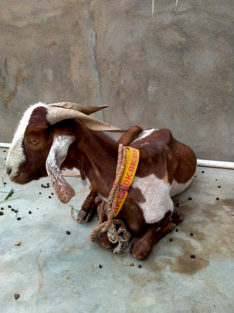 2 dant khassi bakra 2